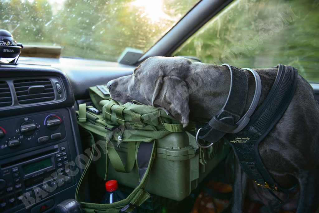 Unterwegs mit Hund im Auto  - Eingeschlafen