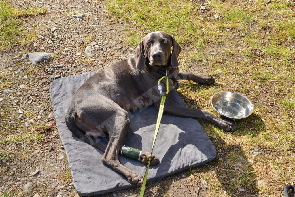 Hundeliegematte im Sarek Nationalpark Schweden