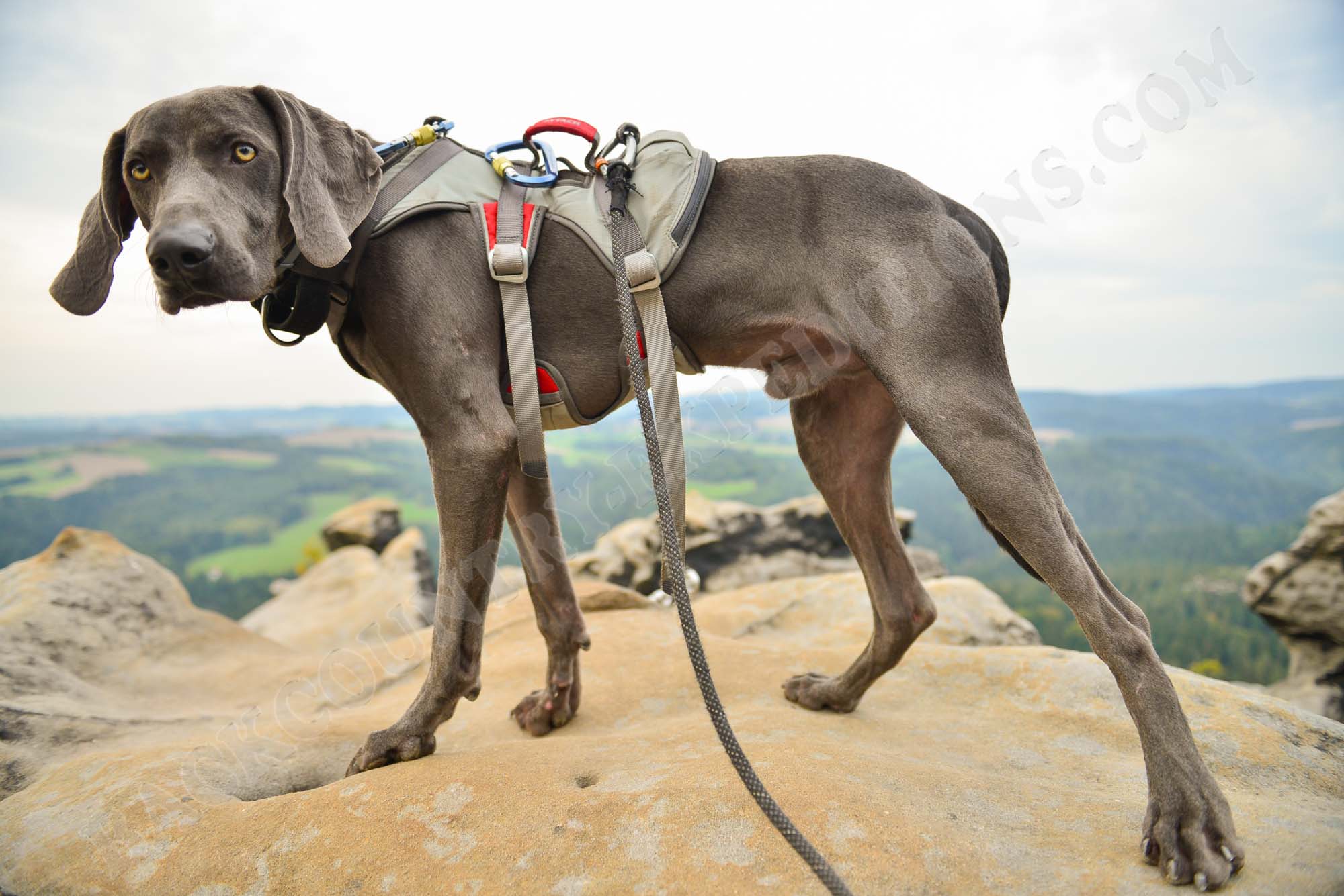Ruffwear Doubleback Harness HundeKlettergeschirr Weimaraner