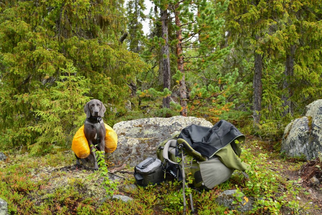 Ruffwear Palisades Pack Hunderucksack mit Regenschutzhülle (Hy & Dry Saddlebag Cover)