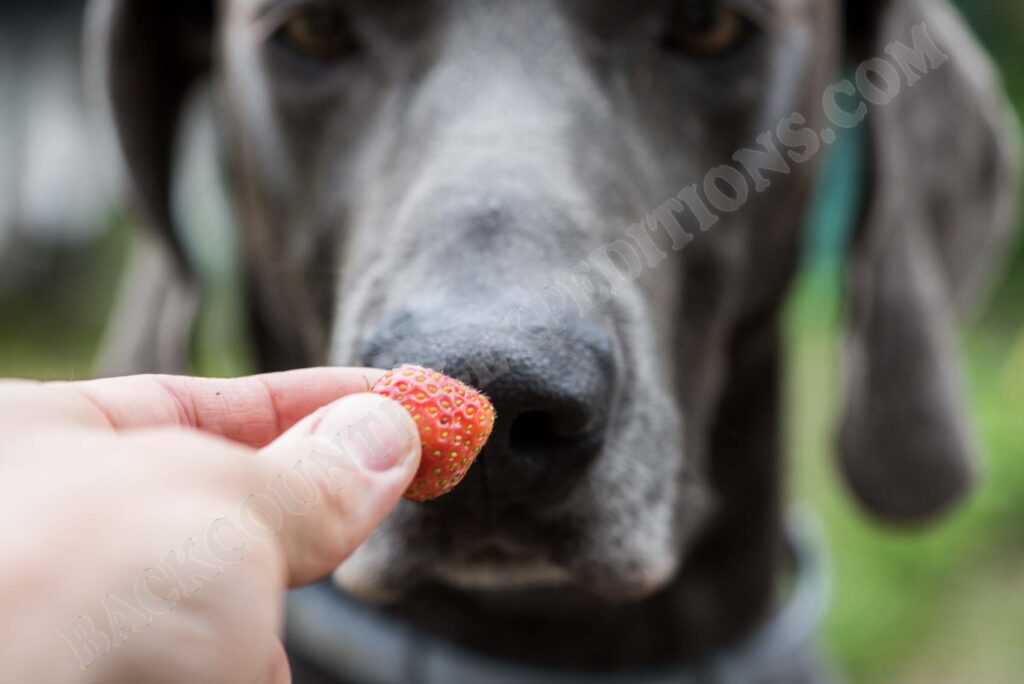 Hund mit Erdbeeren