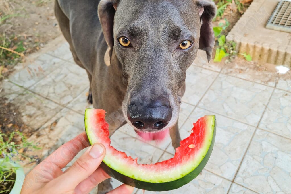 Hund mit Wassermelone