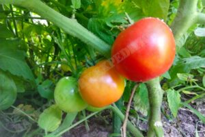 Tomatenreife